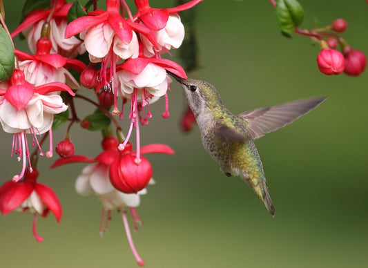 Should you Feed Hummingbirds in Winter? Absolutely—Here's How to Do It Right"
