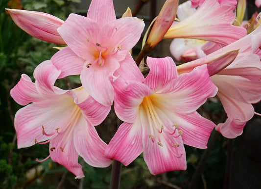 Easter Lilies and Cats: The Deadly Truth Every Pet Owner Must Know