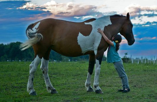 "The Ultimate Guide to Hemp Nutrition for Horses"