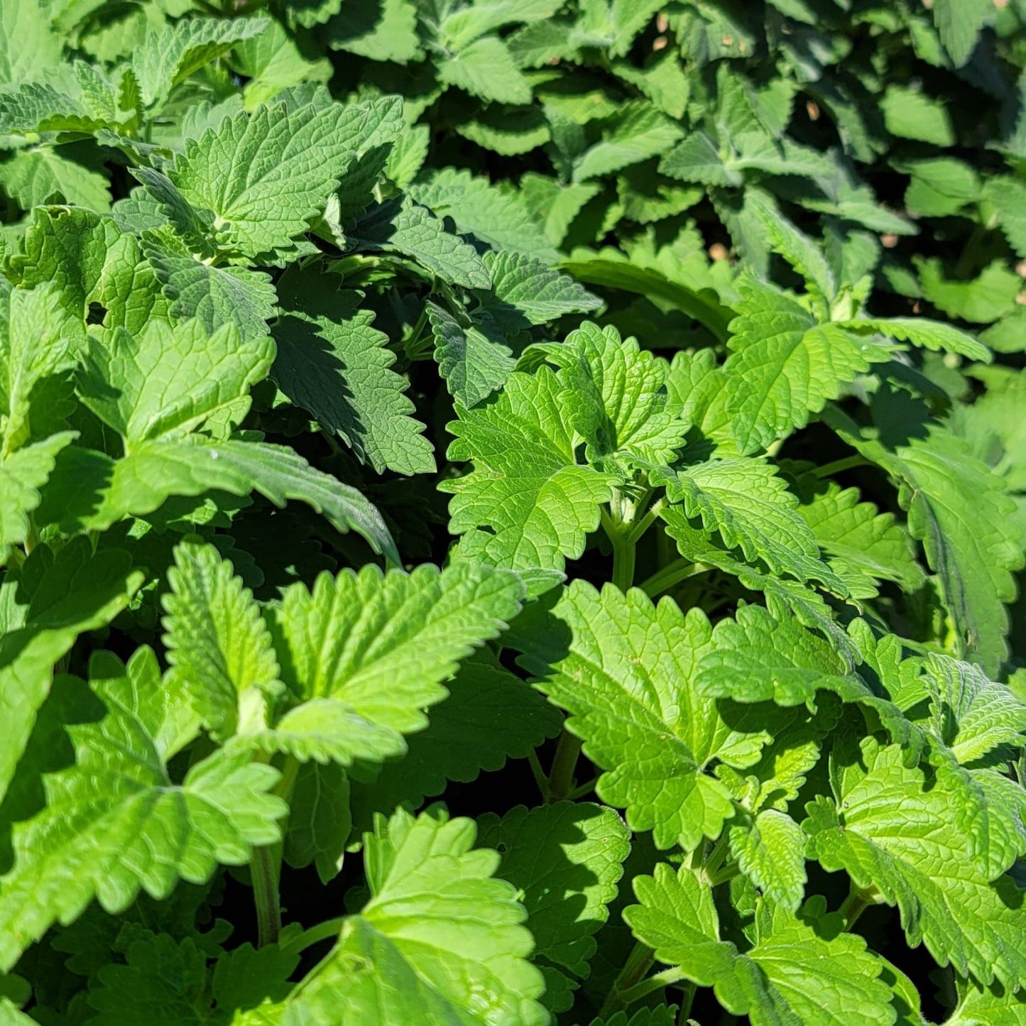 California grown catnip