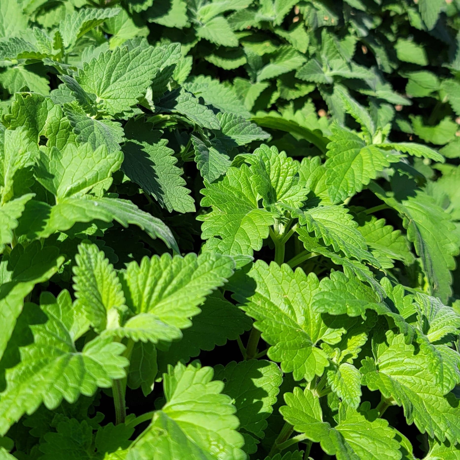 California grown catnip