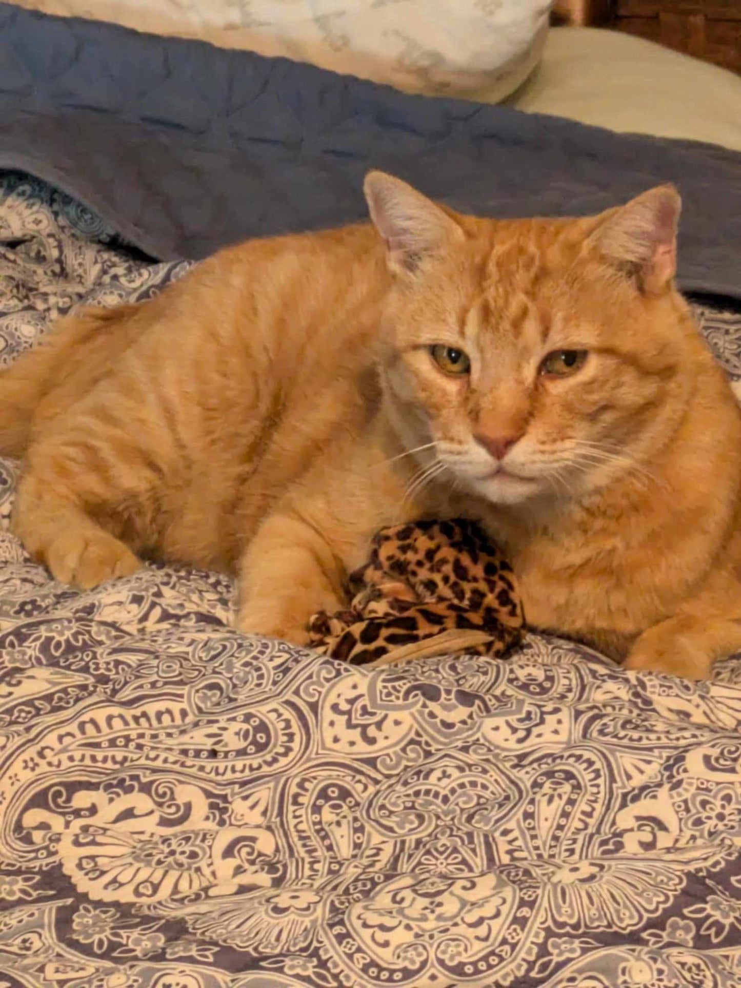 Refillable Catnip Scrunchies (Set of 2) Includes a surprise toy and our potent catnip inside! "It's like a crackerjack bag for Cats!"
