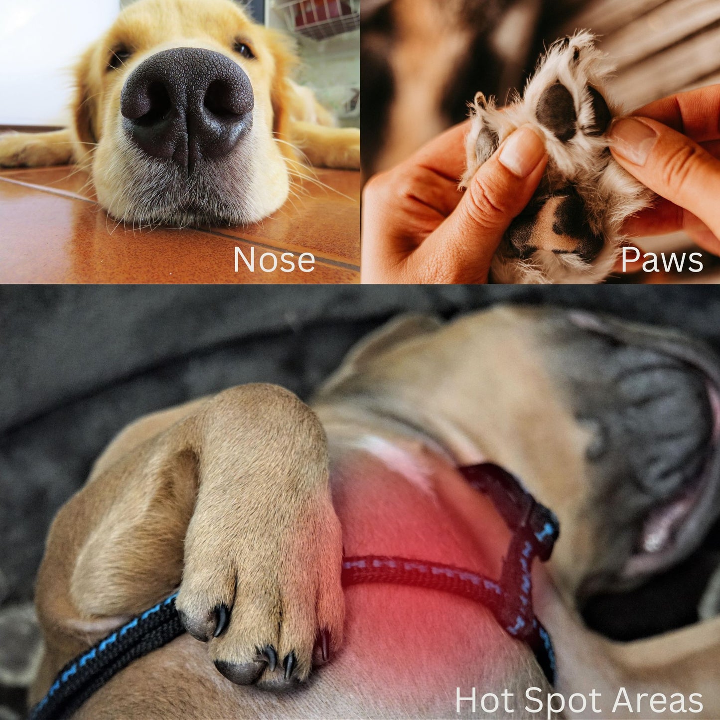 Golden Immortal—Dandelion infused Healing Beef Tallow Balm (2 oz. Tin)