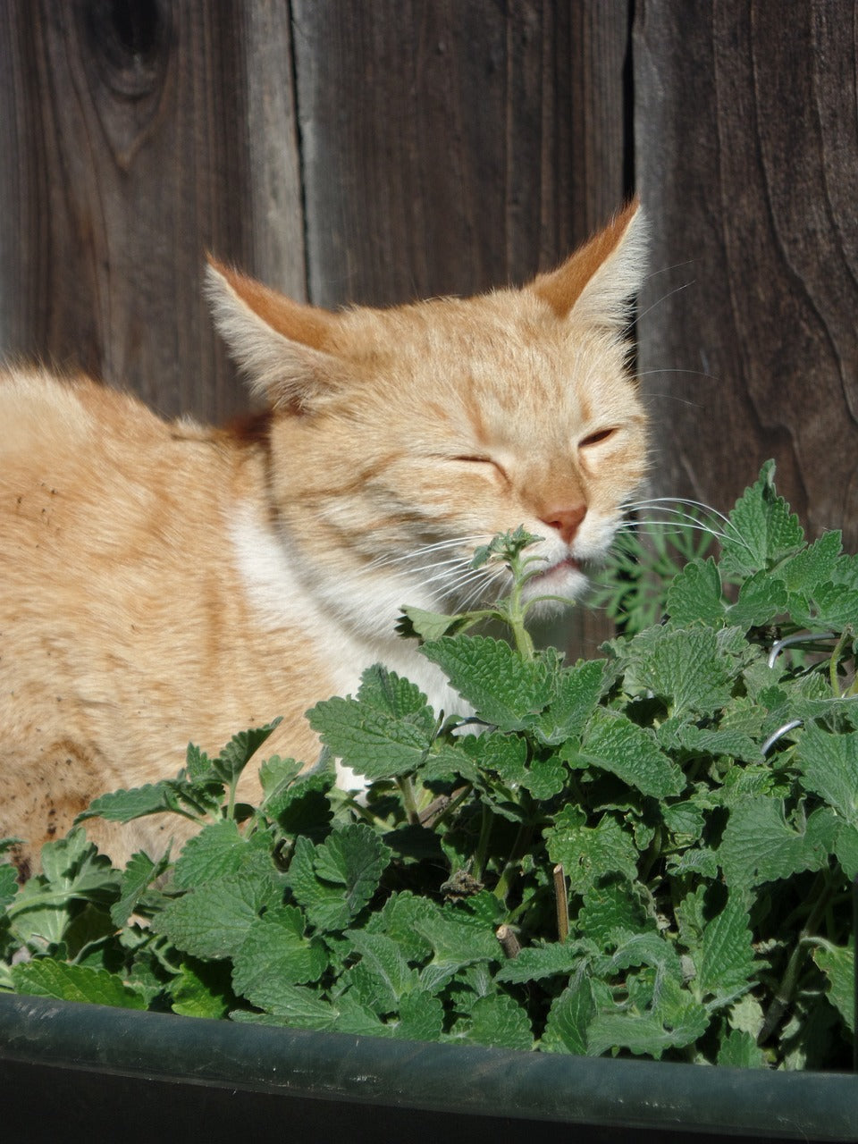 Cat with catnip plants