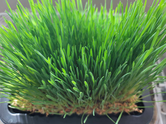 How to grow and Harvest Wheatgrass for Homemade dog treats