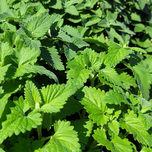 Fresh California grown catnip for recipe treats for dogs and cats