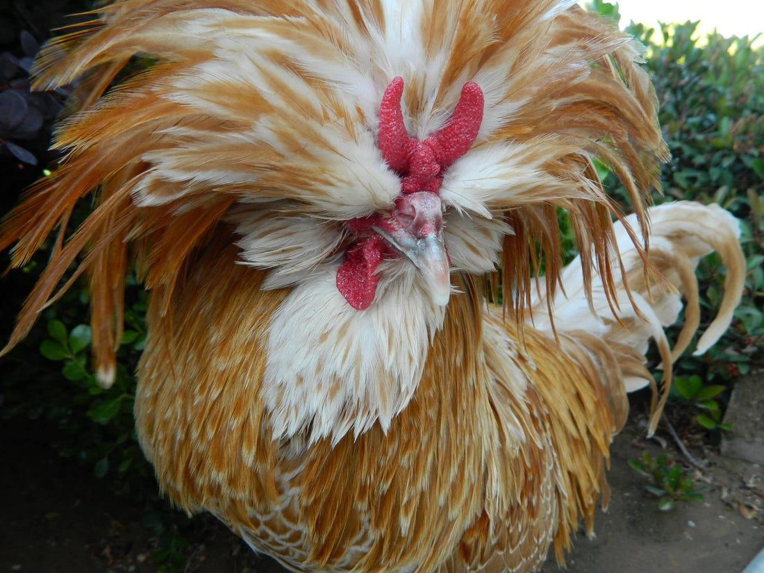 Photo of a Polish Chicken raised in the desert