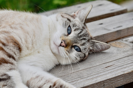 Homemade Cat Treats with Natural Ingredients: Why It's Better Than Store-Bought