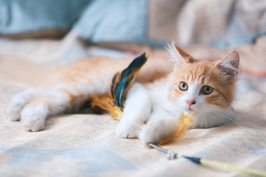 5 Creative Ways to Keep Your Indoor Cat Active and Engaged on a Budget