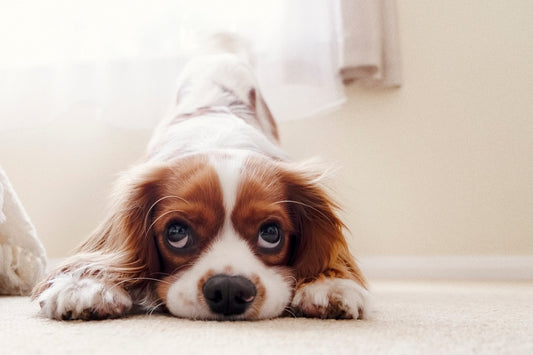 "Rainy Day Rescue: 5 Fun DIY Indoor Activities to Keep Your Dog Stimulated"