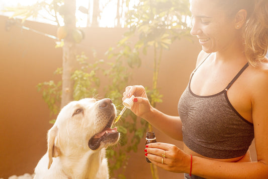 "The Best Ways to Add Organic Hemp Seed Oil to Your Pet's Food"