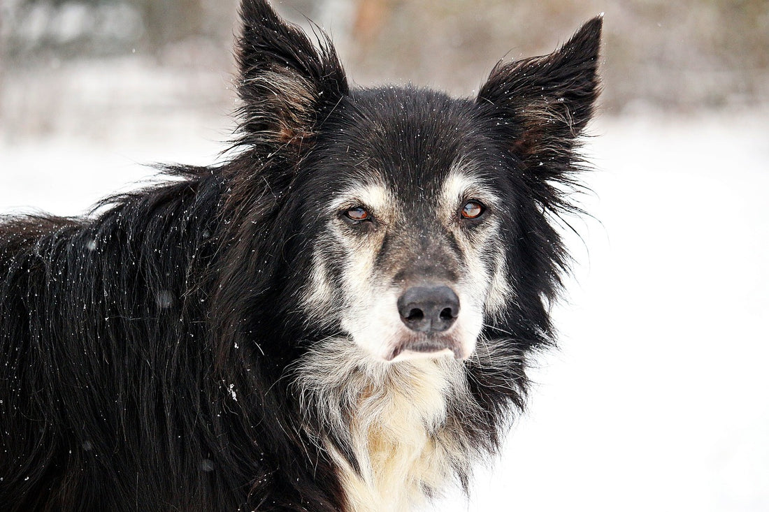 Senior dog in the snow