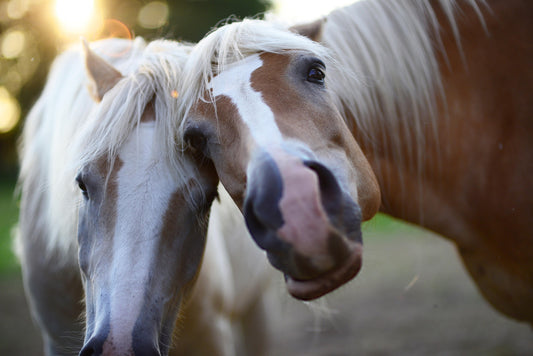 Valerian Root Smoothie for Horses: A Calming Tasty DIY Treat