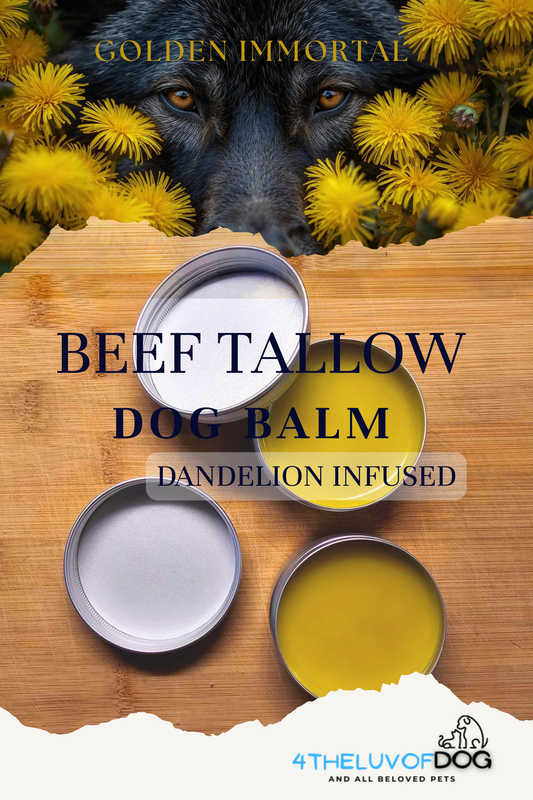 Golden Immortal—Dandelion infused Healing Beef Tallow Balm (2 oz. Tin)